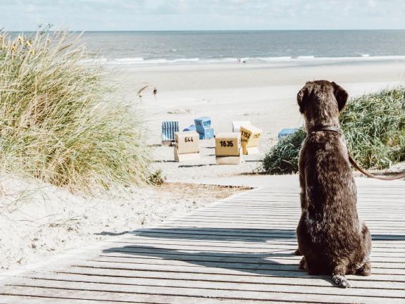 Hunde Nordseeinsel Langeoog